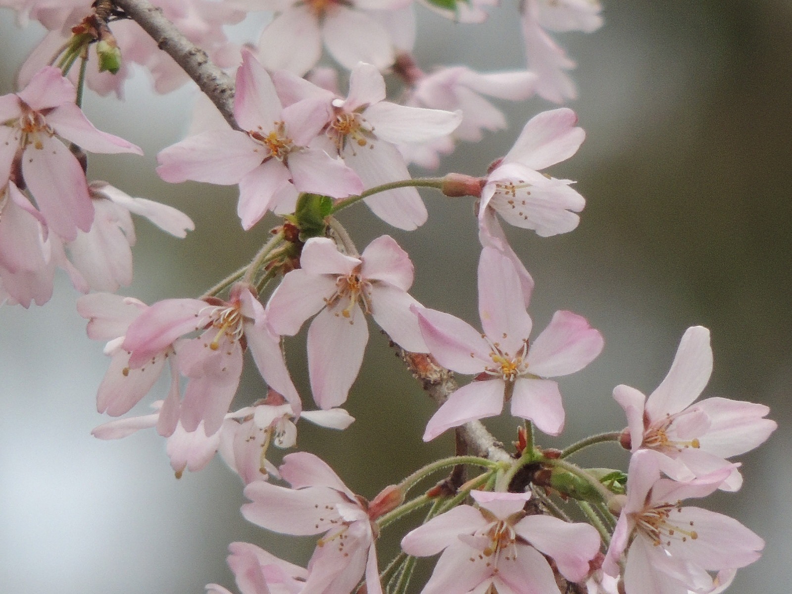 煒水の漢詩歳時記」 4月｜最新情報｜一般社団法人 水明書道会